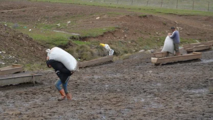 Muş'ta besicilerin kış mesaisi sürüyor