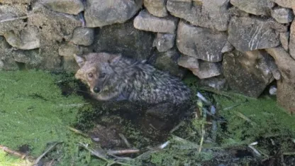 Balıkesir Erdek'te kuyuya tilki düştü