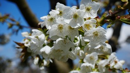 Amasya'da çiçek açan kiraz ağaçları bahçeleri beyaza bürüdü