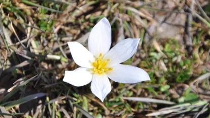 Bitlis'te "baharın habercisi" çiğdemler arazileri renklendirdi