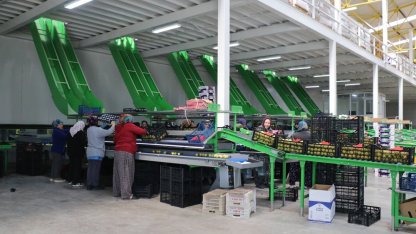 Elma diyarı Isparta'da kadınların paketleme tesislerindeki mesaisi sürüyor