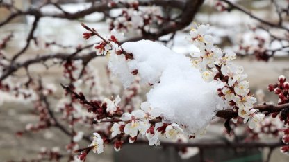 GÜNCELLEME - Malatya'da kar etkili oluyor