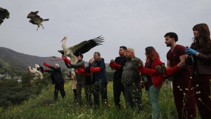 Hatay'da tedavileri tamamlanan kuşlar doğaya salındı