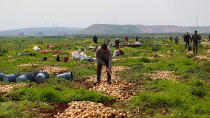Hatay'da turfanda soğan hasadına başlandı