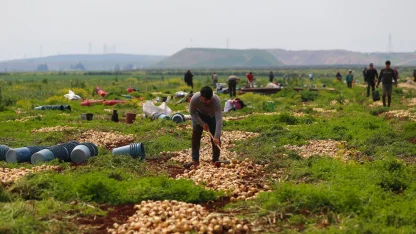 Hatay'da turfanda soğan hasadına başlandı