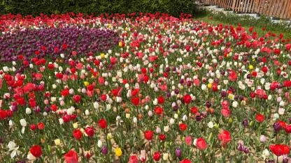 İstanbul’da Bahar Mesaisi: Emirgan Korusu Lale Festivali Başladı