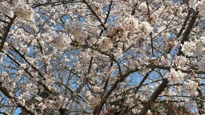 İstanbul’da Sakura Alarmı: Sosyal Medya Açtı Diyor Ama Gerçek Başka!