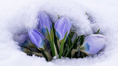 Kars'ta "baharın müjdecisi" kar çiçekleri beyaz örtünün altında kaldı