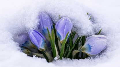 Kars'ta "baharın müjdecisi" kar çiçekleri beyaz örtünün altında kaldı