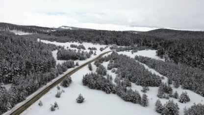 Kars'ta beyaza bürünen sarıçam ormanları dronla görüntülendi