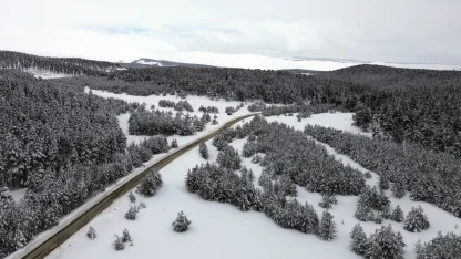 Kars'ta beyaza bürünen sarıçam ormanları dronla görüntülendi