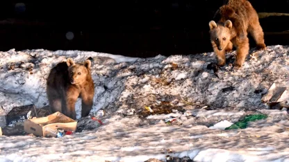 Kars'ta bozayılar kış uykusundan uyanmaya başladı 