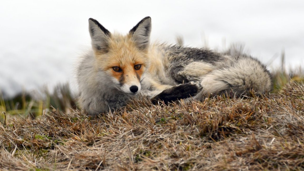 Kars'ta yaban hayvanları yiyecek ararken görüntülendi