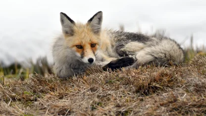 Kars'ta yaban hayvanları yiyecek ararken görüntülendi