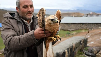 Kars'ta yaralı bulunan kızıl şahin, tedavi altına alındı