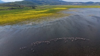 Marmara Gölü yıllar sonra yeniden göçmen kuşları ağırlıyor