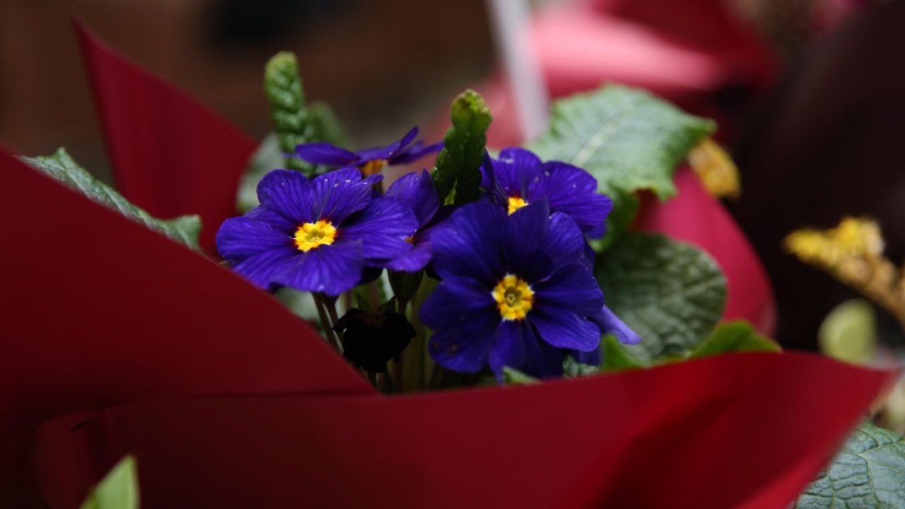 Rize'de "Süs Bitkileri Zirvesi" başladı