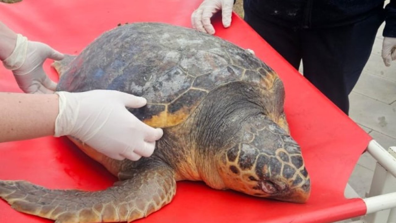 Tekirdağ'da ölü bulunan caretta caretta incelemeye alındı