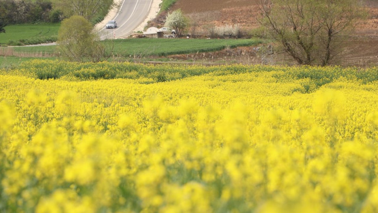Tekirdağ'da "sarı gelin" tarlaları renklendirdi