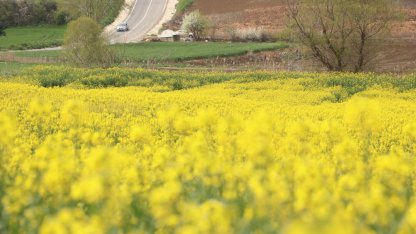 Tekirdağ'da "sarı gelin" tarlaları renklendirdi