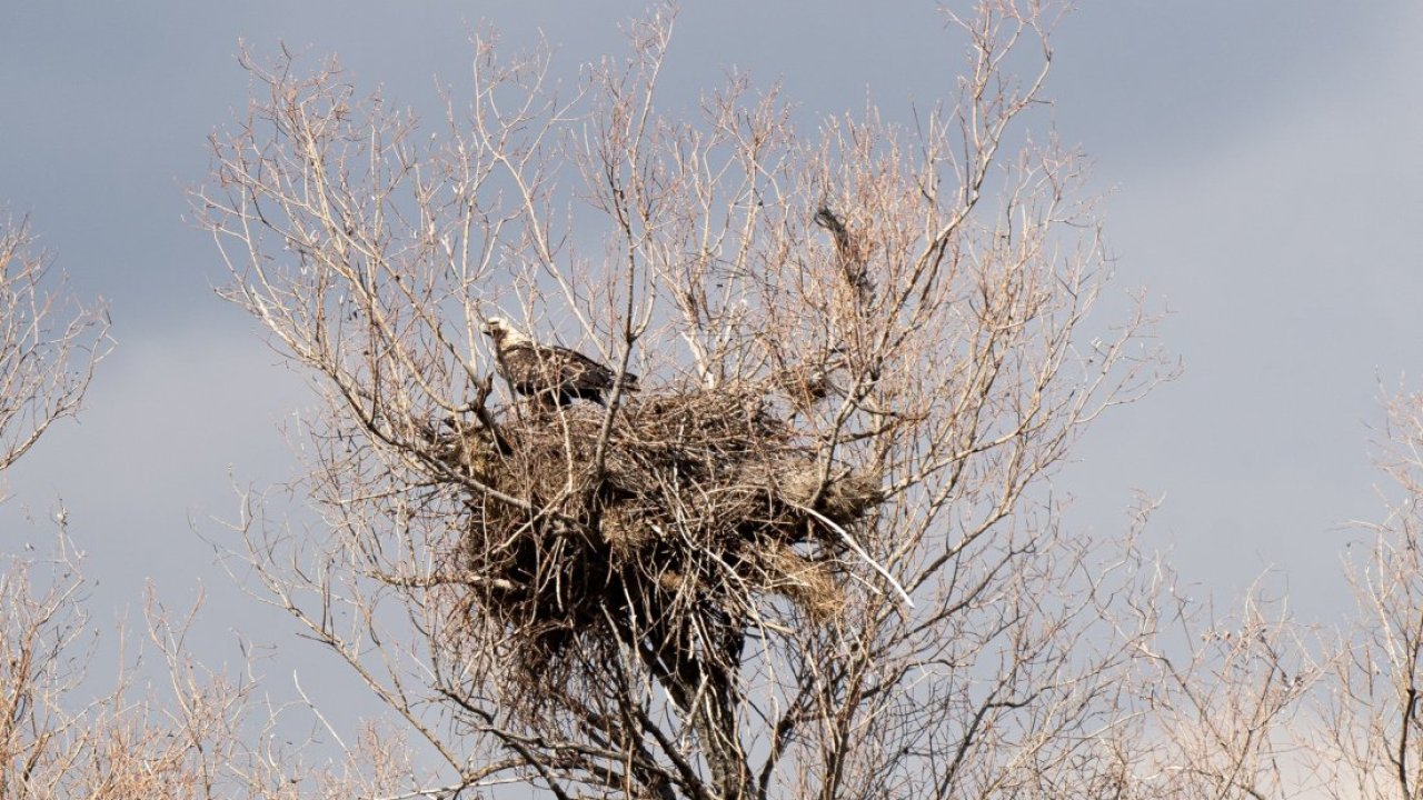 Türkiye'de nesli tehlike altındaki şah kartal Çorum'da görüntülendi