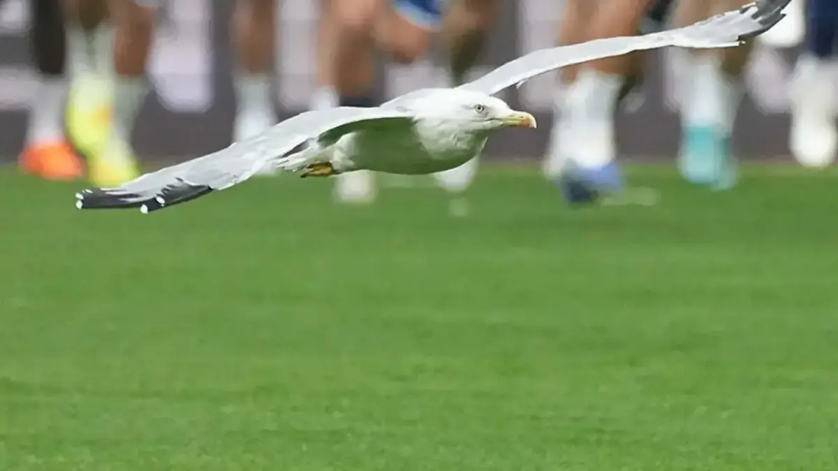 Dolmabahçe'de martı sürprizi ve Seba'nın sözleri